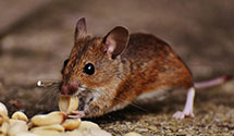 24 Hour & Emergency Exterminators in Rich, VA